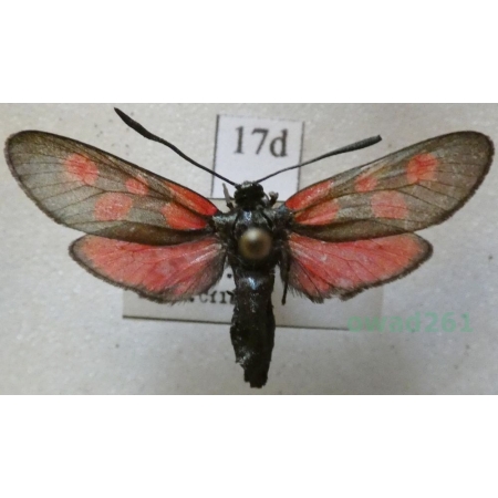 Zygaena meliloti Hübner, 1796 Czech17d